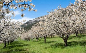 Excursión al Valle del Jerte
