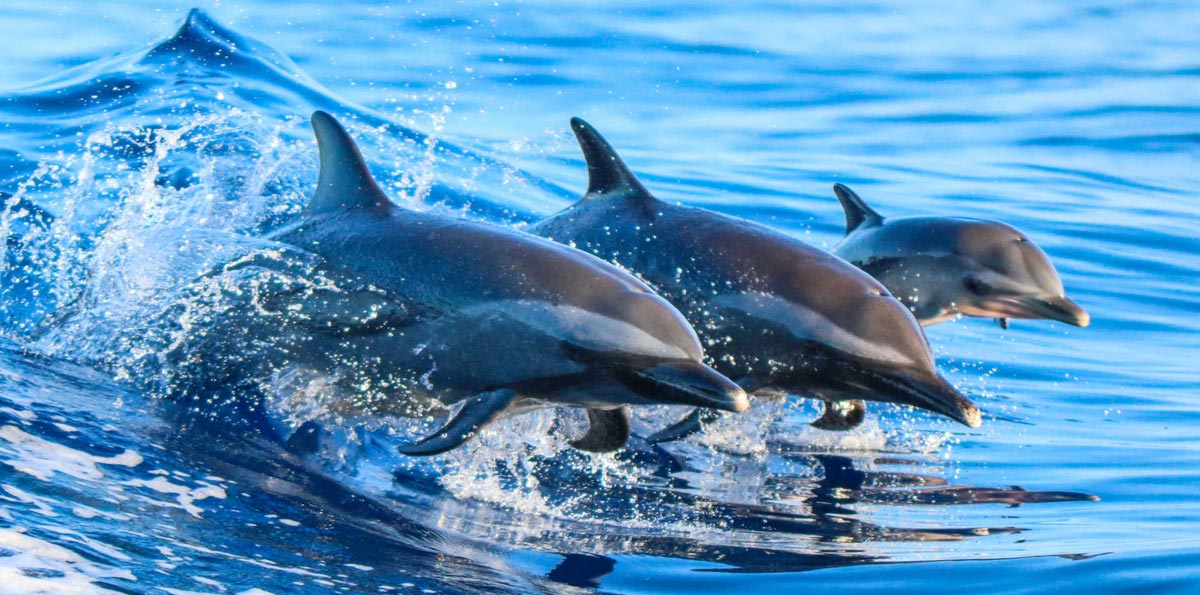 Tour a Gibraltar con avistamiento de delfines