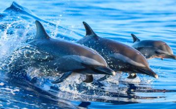 Tour a Gibraltar con avistamiento de delfines Tour a Gibraltar con avistamiento de delfines