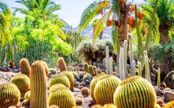 Gran Canaria en 7 días desde Madrid Gran Canaria en 7 días desde Madrid