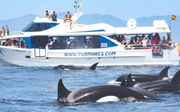 Tour de avistamiento de cetáceos en Tarifa