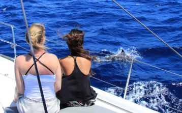 Paseo en velero con avistamiento de cetáceos