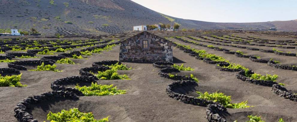 Ruta del vino por Lanzarote