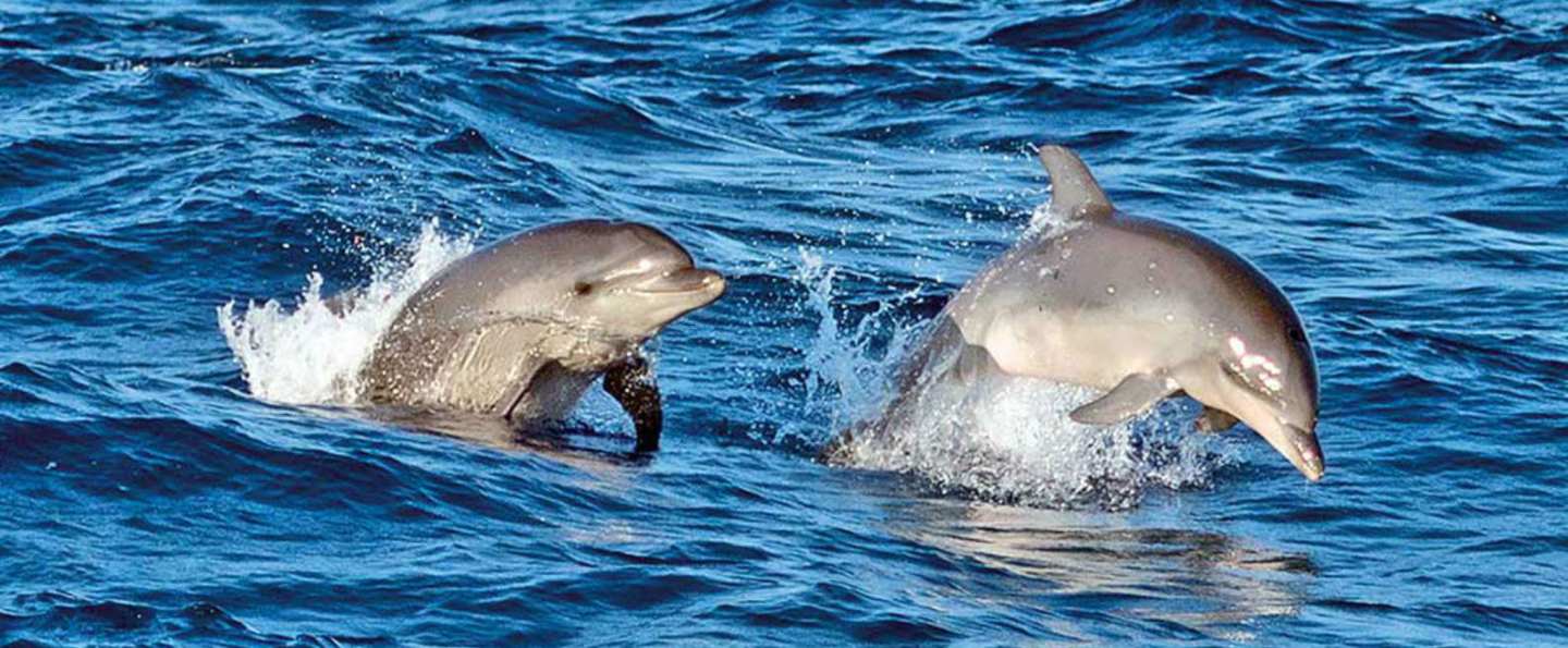 Tour en catamarán con avistamiento de delfines