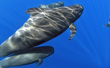 Avistamiento de ballenas y delfines desde Costa Adeje Avistamiento de ballenas y delfines desde Costa Adeje