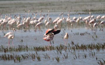 Excursión a Doñana en 2 días