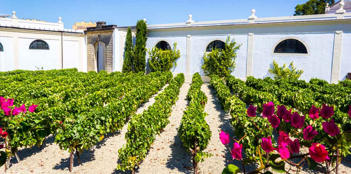 Traditional winery tour and wine tasting from Seville